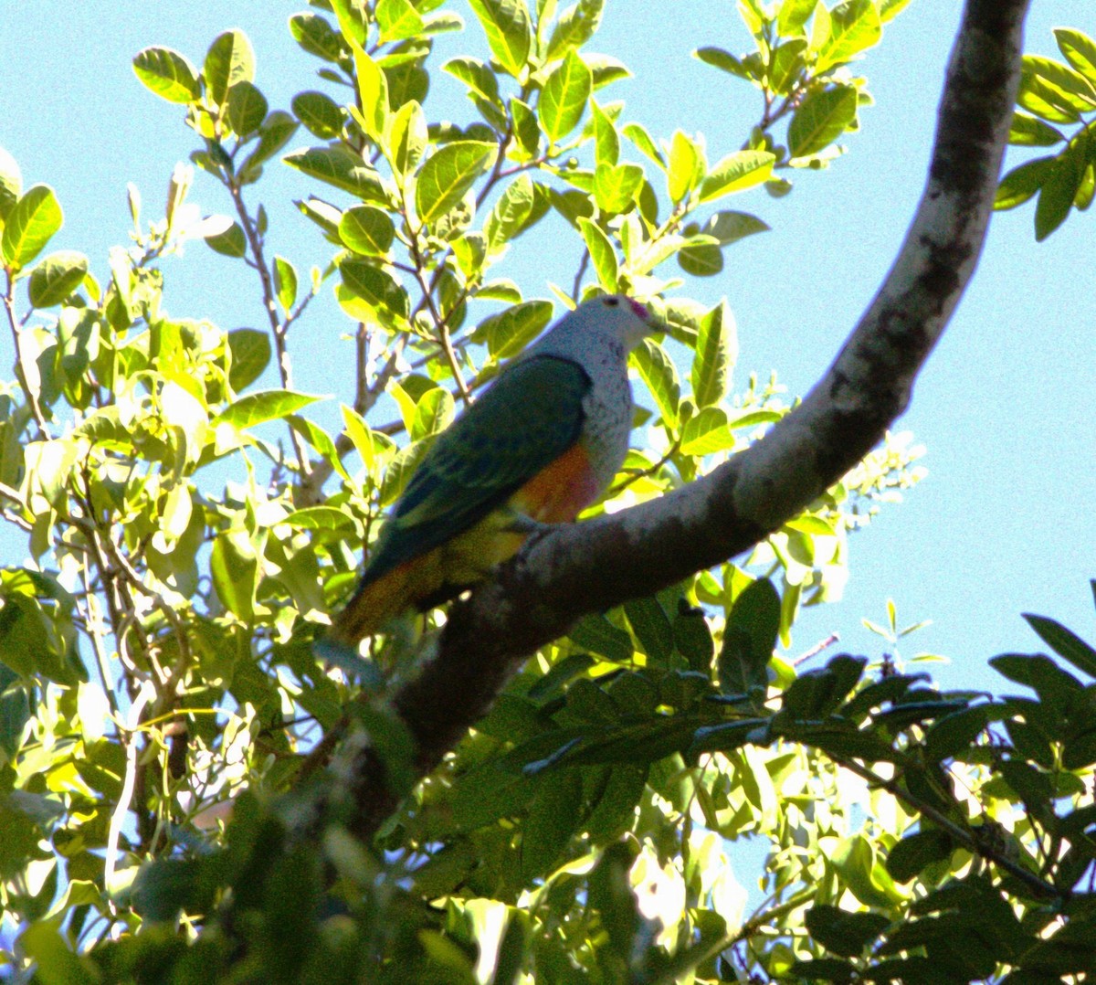 Rose-crowned Fruit-Dove - ML646145659