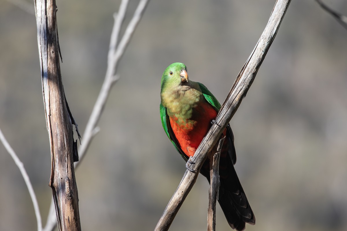 Australian King-Parrot - ML646145660