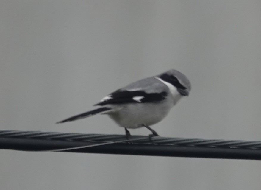 Loggerhead Shrike - ML646145682