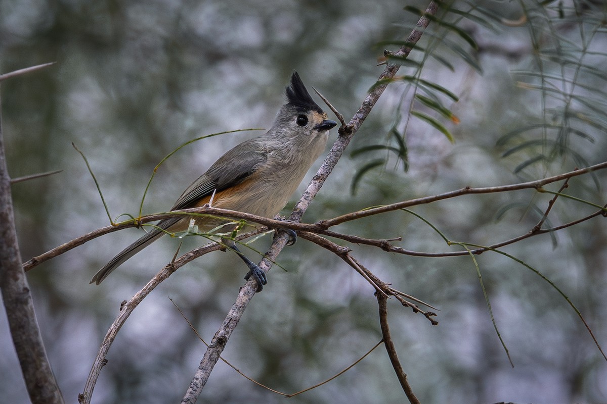 Black-crested Titmouse - ML646145683