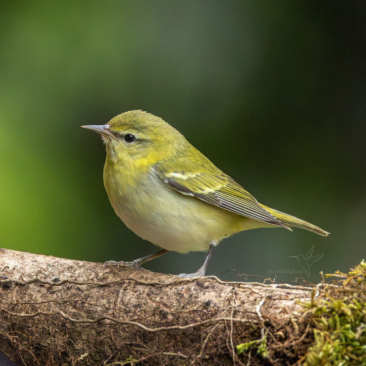 Tennessee Warbler - ML646145689