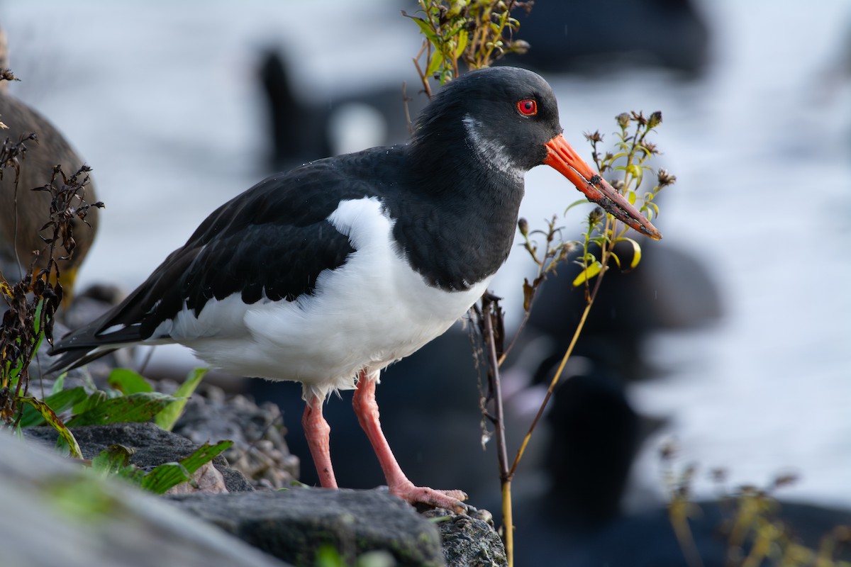 Beccaccia di mare - ML646145690