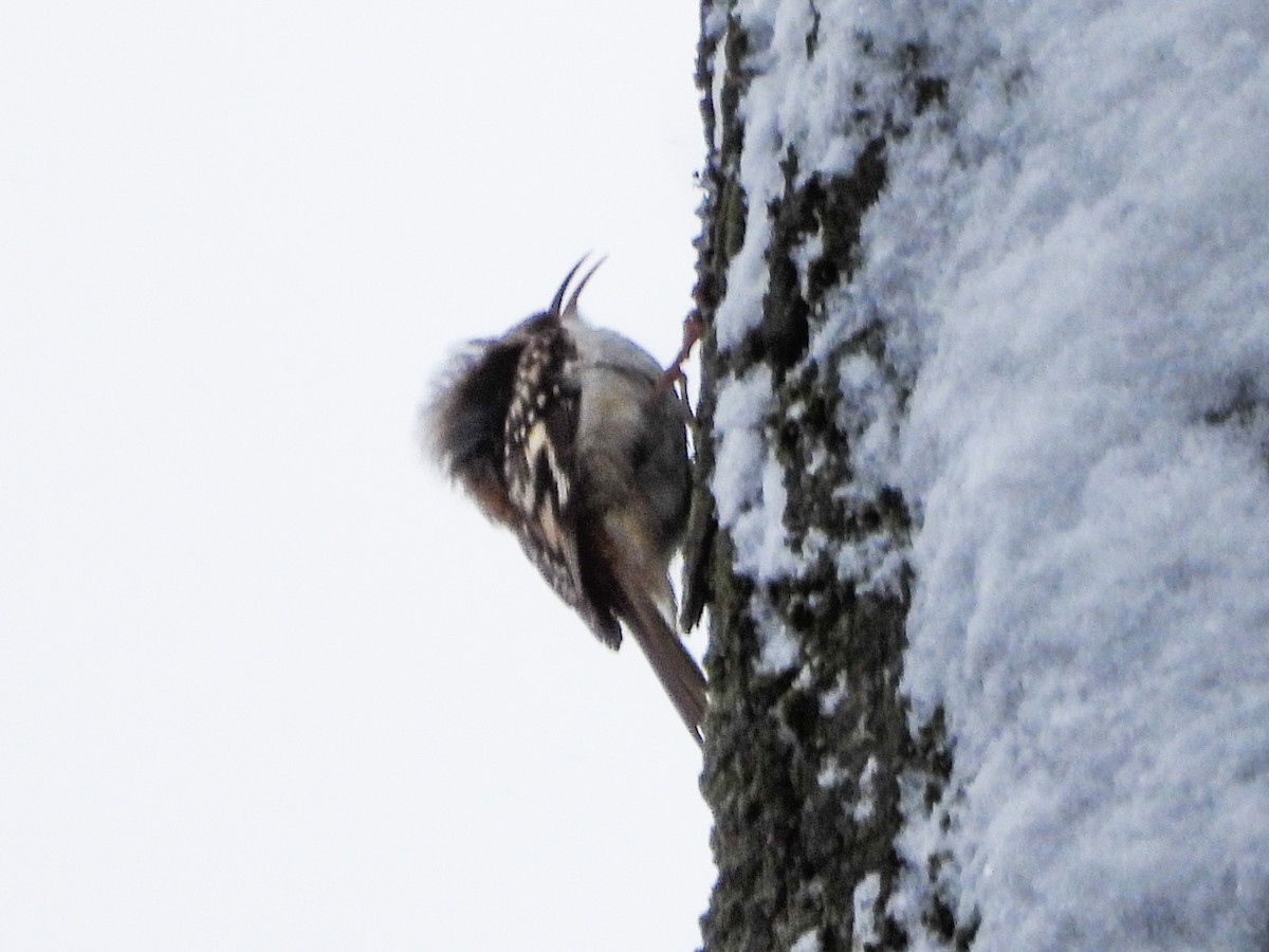 Brown Creeper - ML646145691