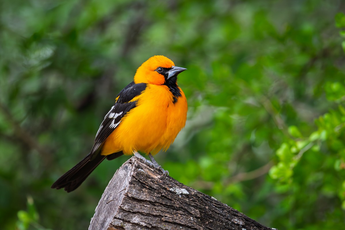 Altamira Oriole - ML646145693