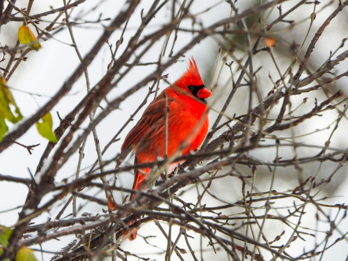 Northern Cardinal - ML646145694