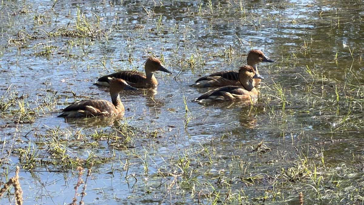 Fulvous Whistling-Duck - ML646145695