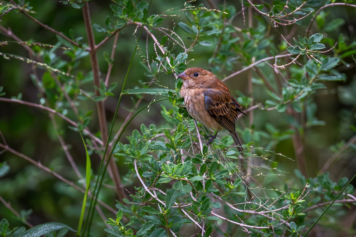 Indigo Bunting - ML646145696