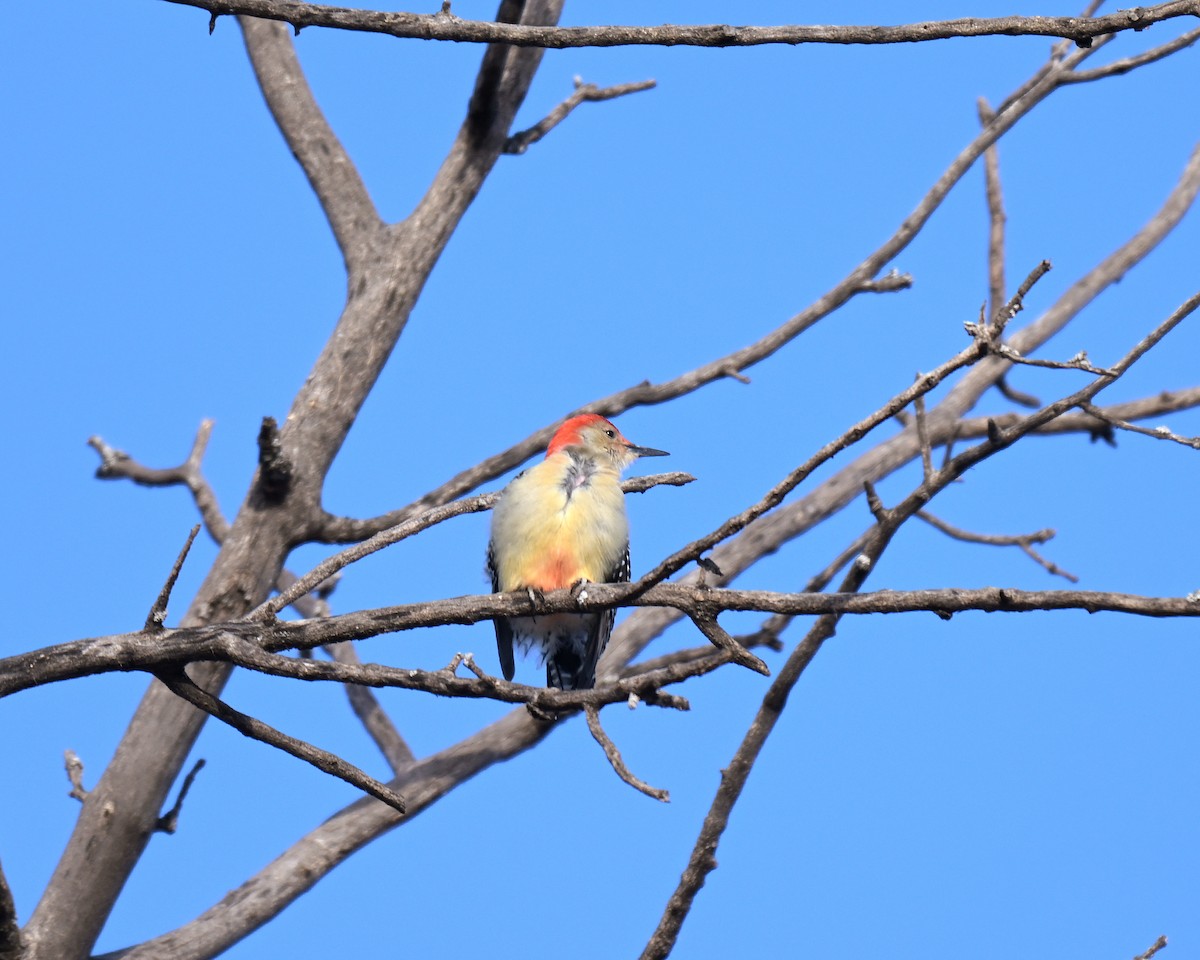 datel karolínský - ML646145697