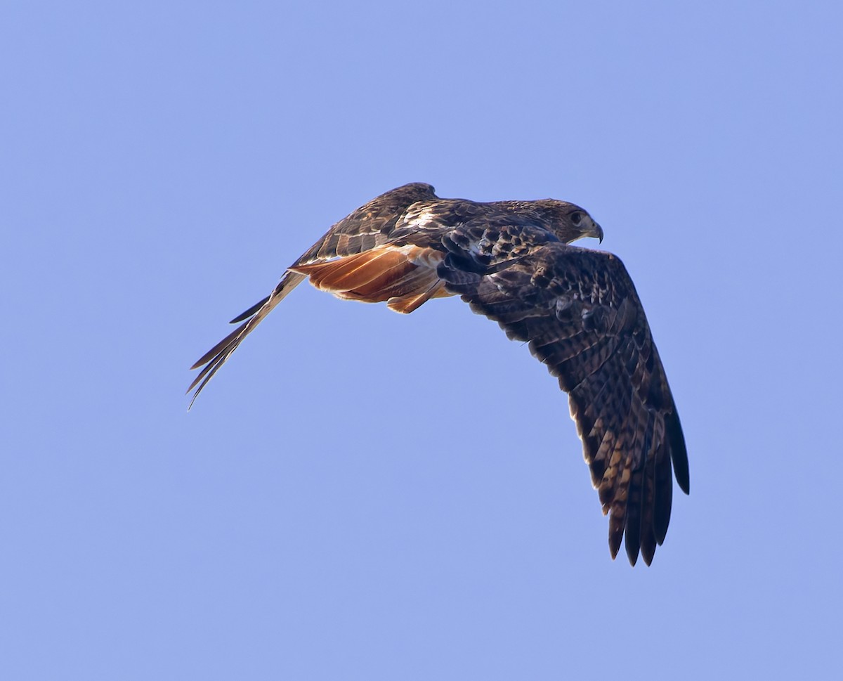 Rotschwanzbussard (borealis) - ML646145702