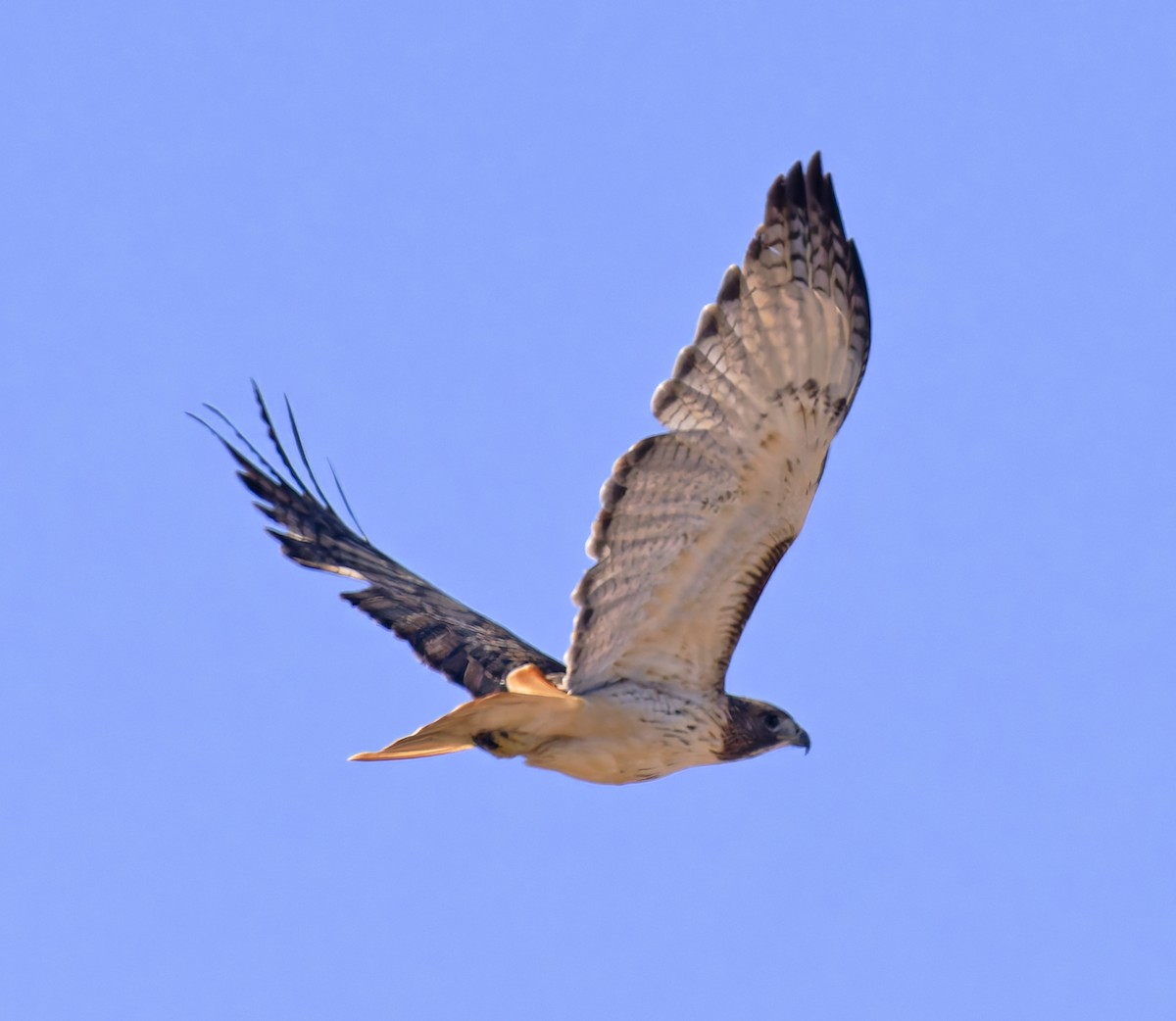 Rotschwanzbussard (borealis) - ML646145703