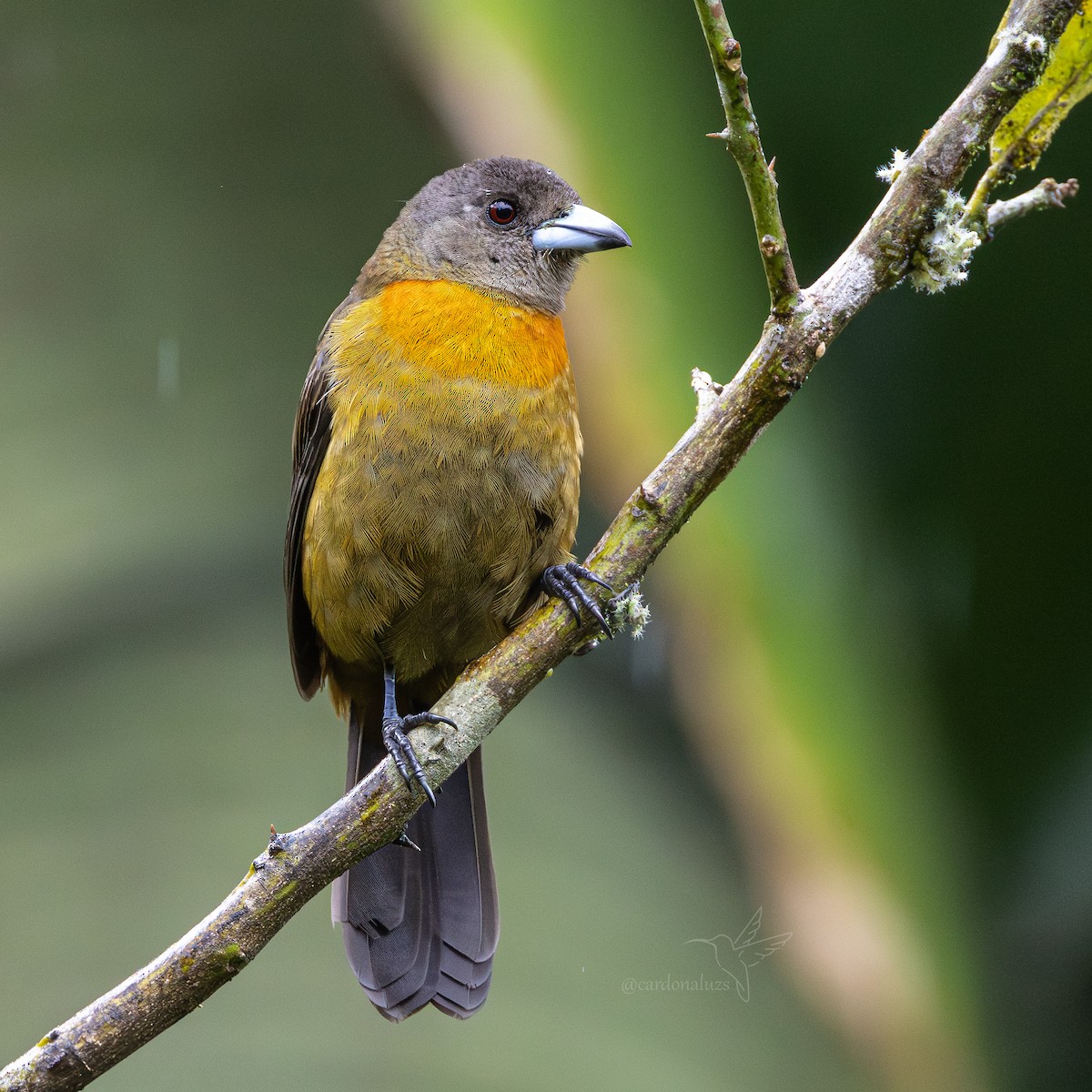 Scarlet-rumped Tanager - ML646145704