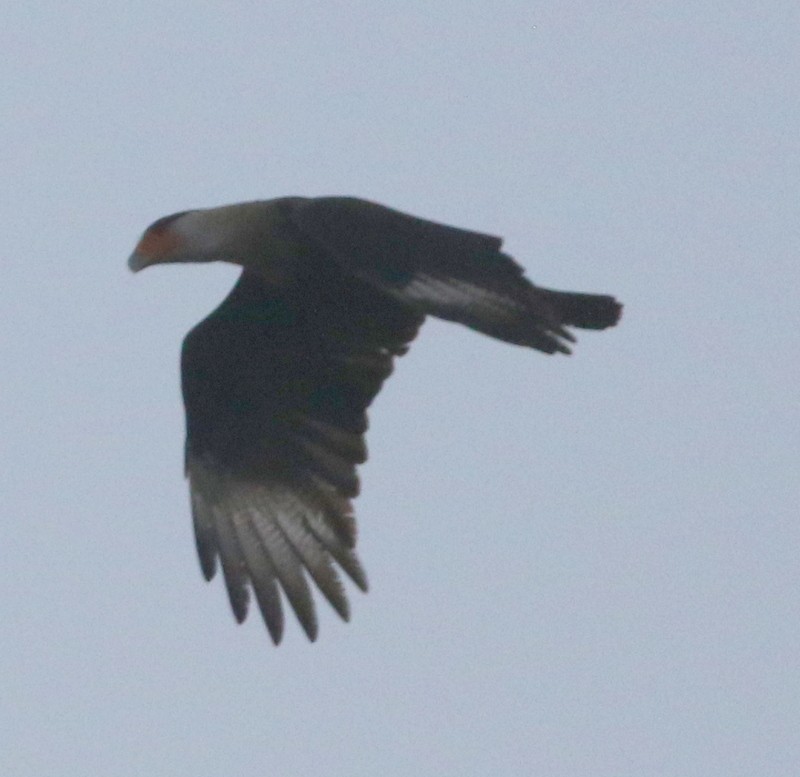 Crested Caracara - ML646145705