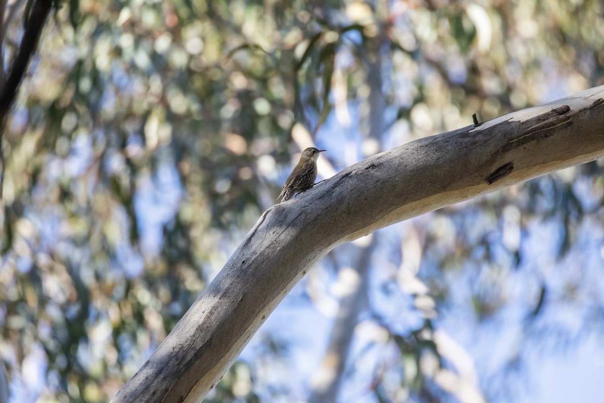 Corretroncos Gorjiblanco - ML646145706