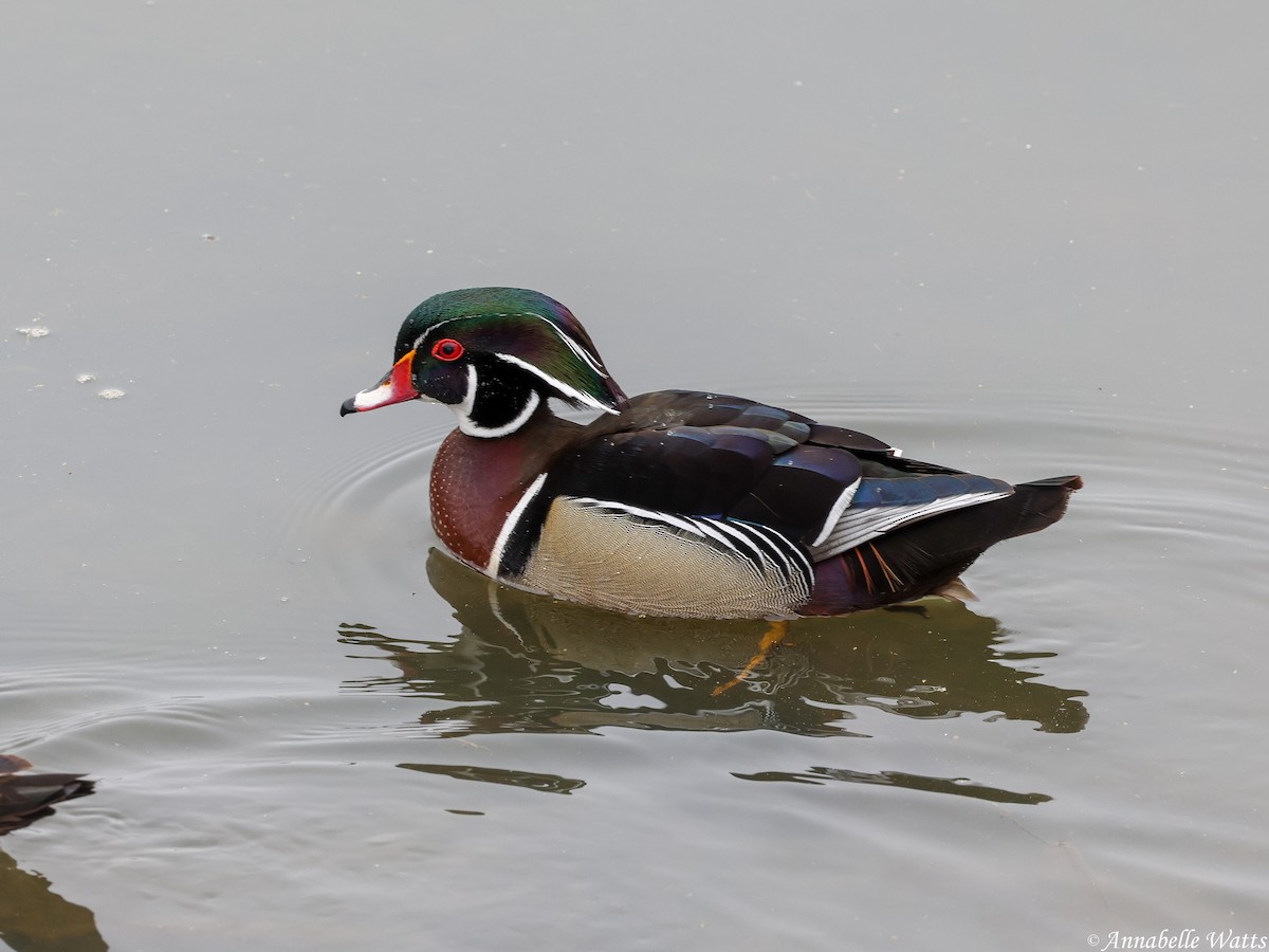 Wood Duck - ML646145707