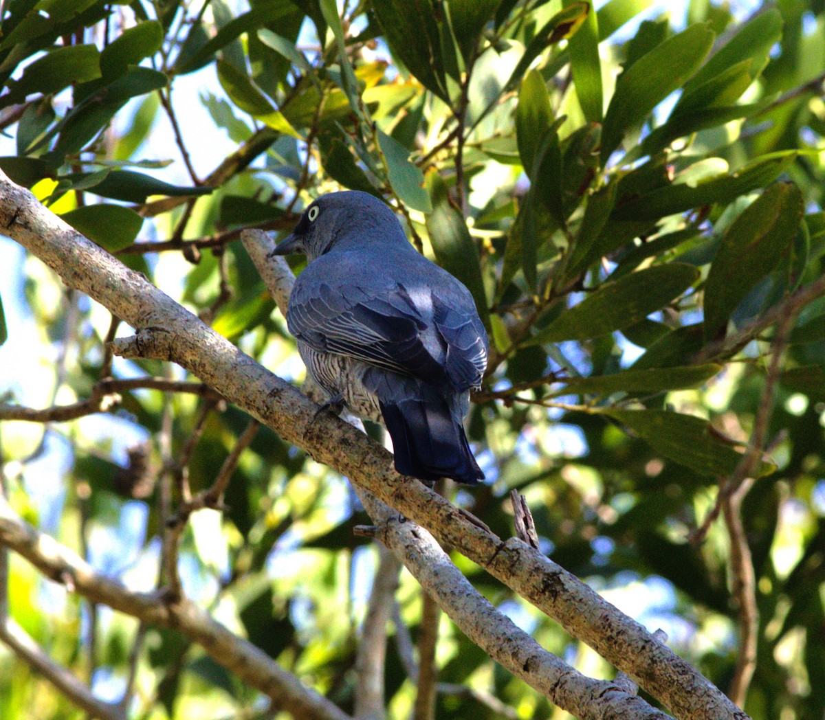 Barred Cuckooshrike - ML646145708
