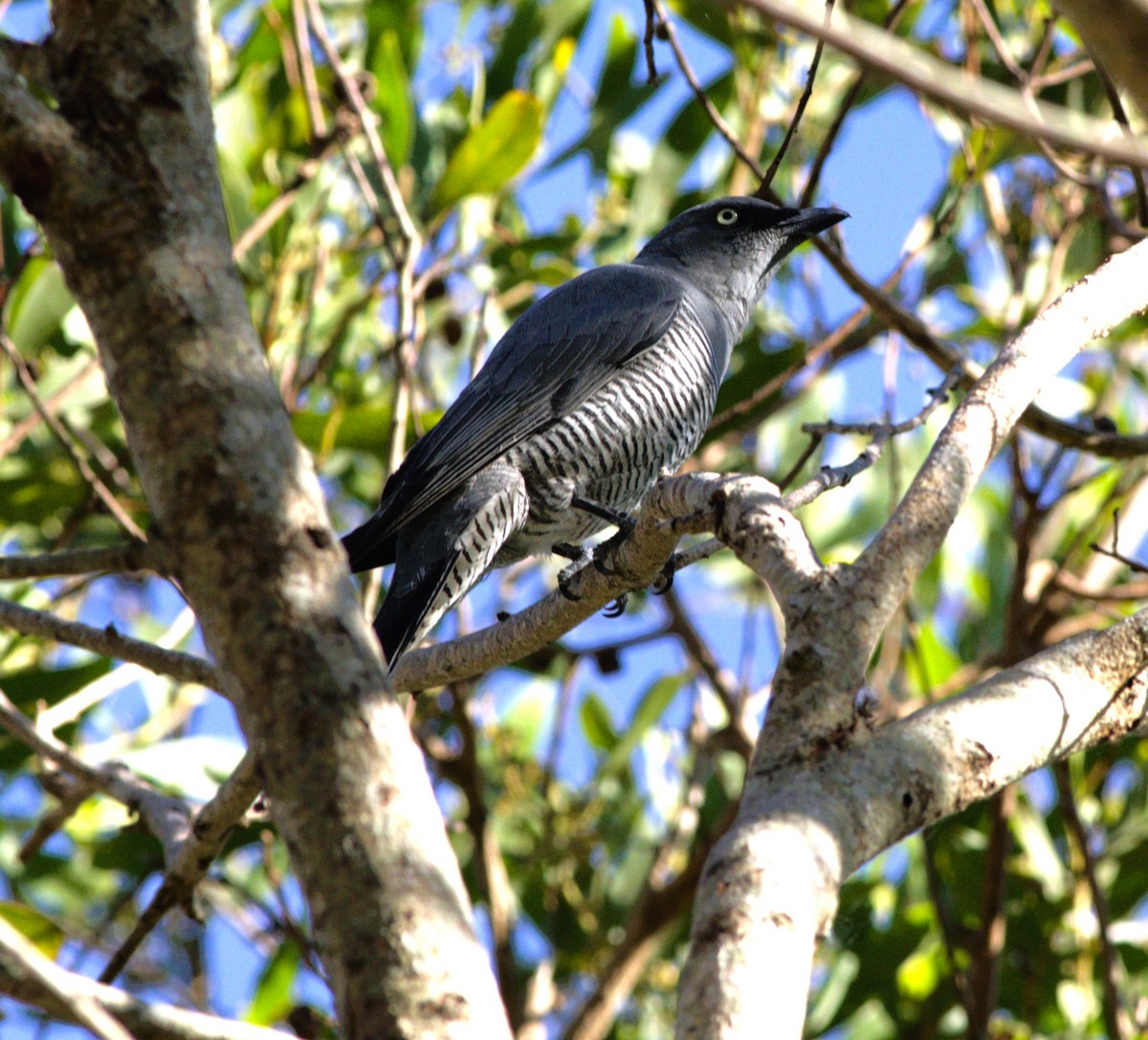 Barred Cuckooshrike - ML646145709