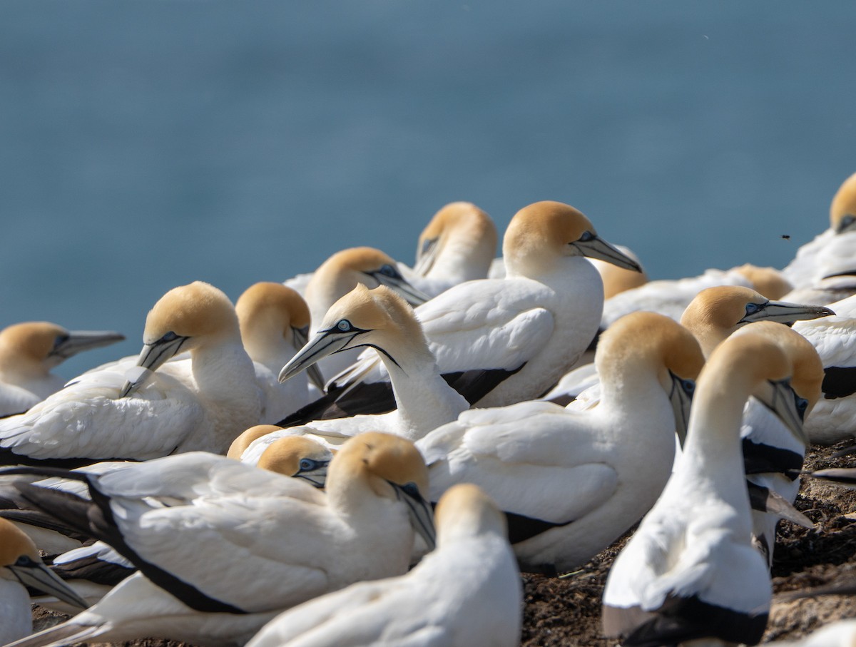 Kaptölpel - ML646145712