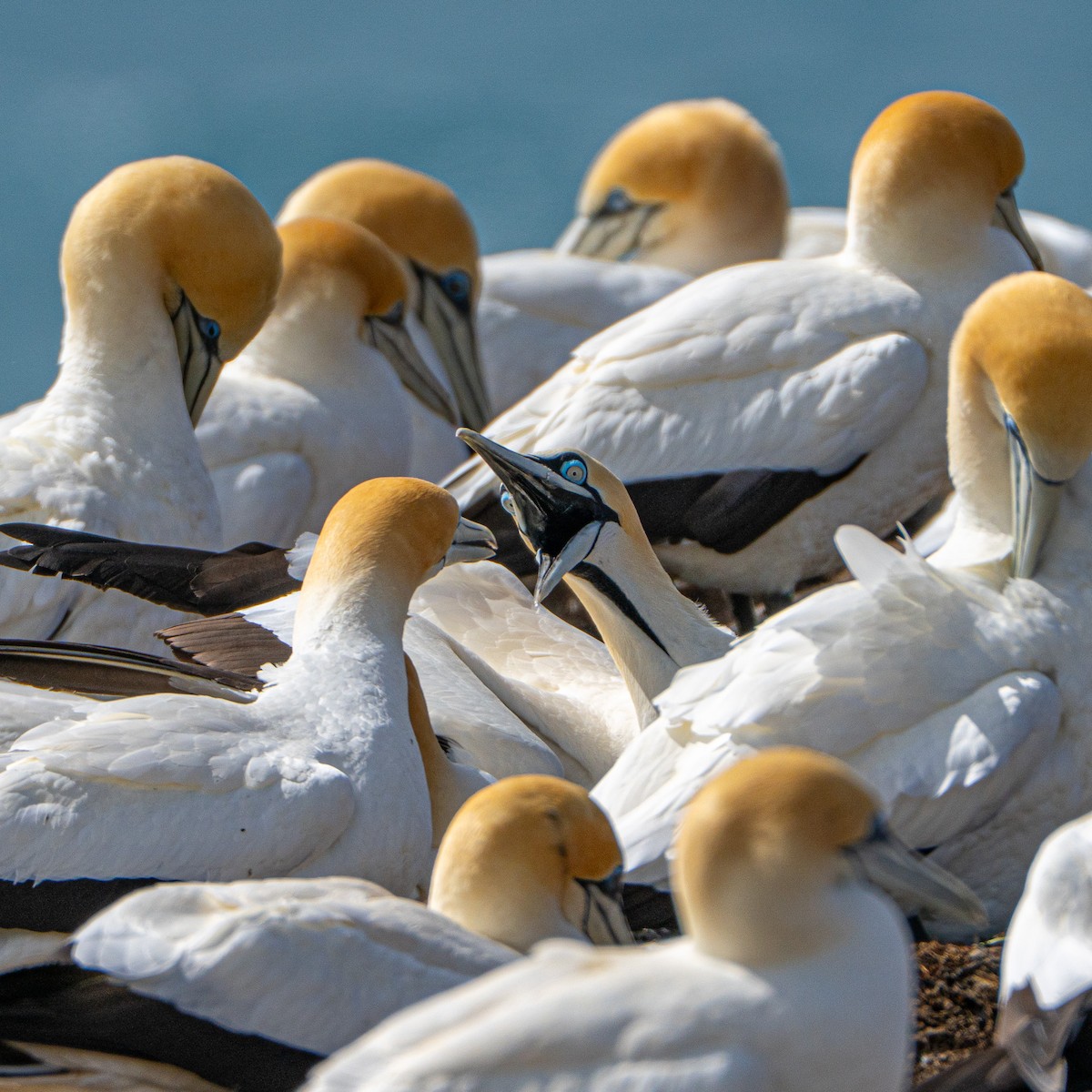 Kaptölpel - ML646145713