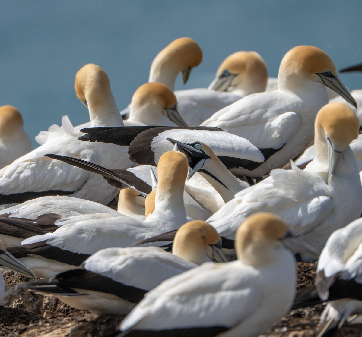 Kaptölpel - ML646145714