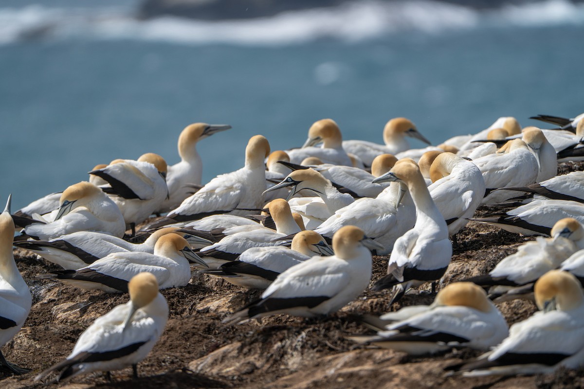 Kaptölpel - ML646145715