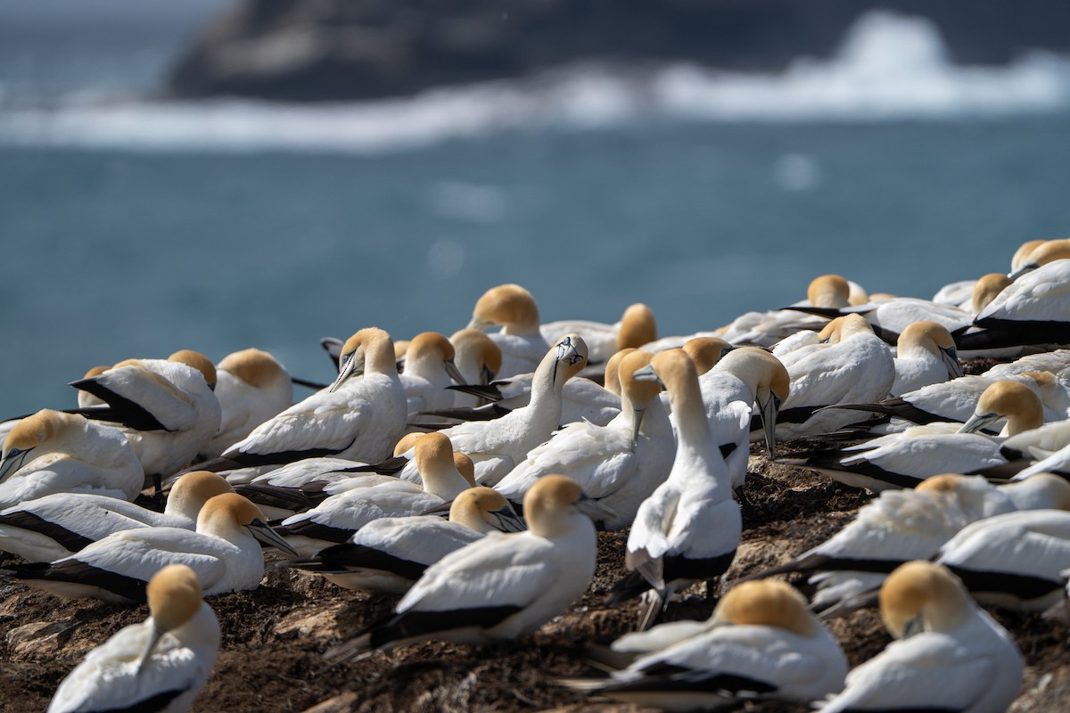 Kaptölpel - ML646145716