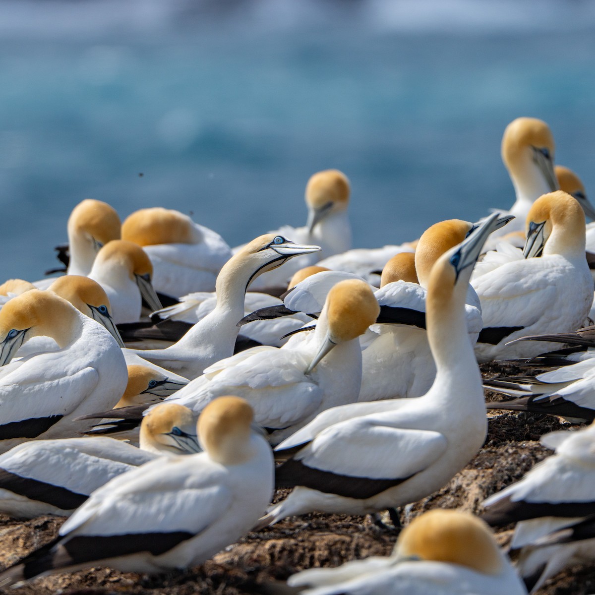 Kaptölpel - ML646145717