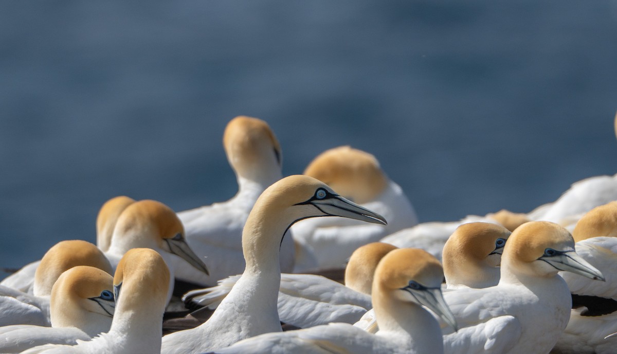 Kaptölpel - ML646145718