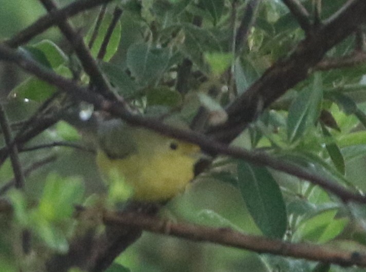 Northern Yellow Warbler - ML646145719
