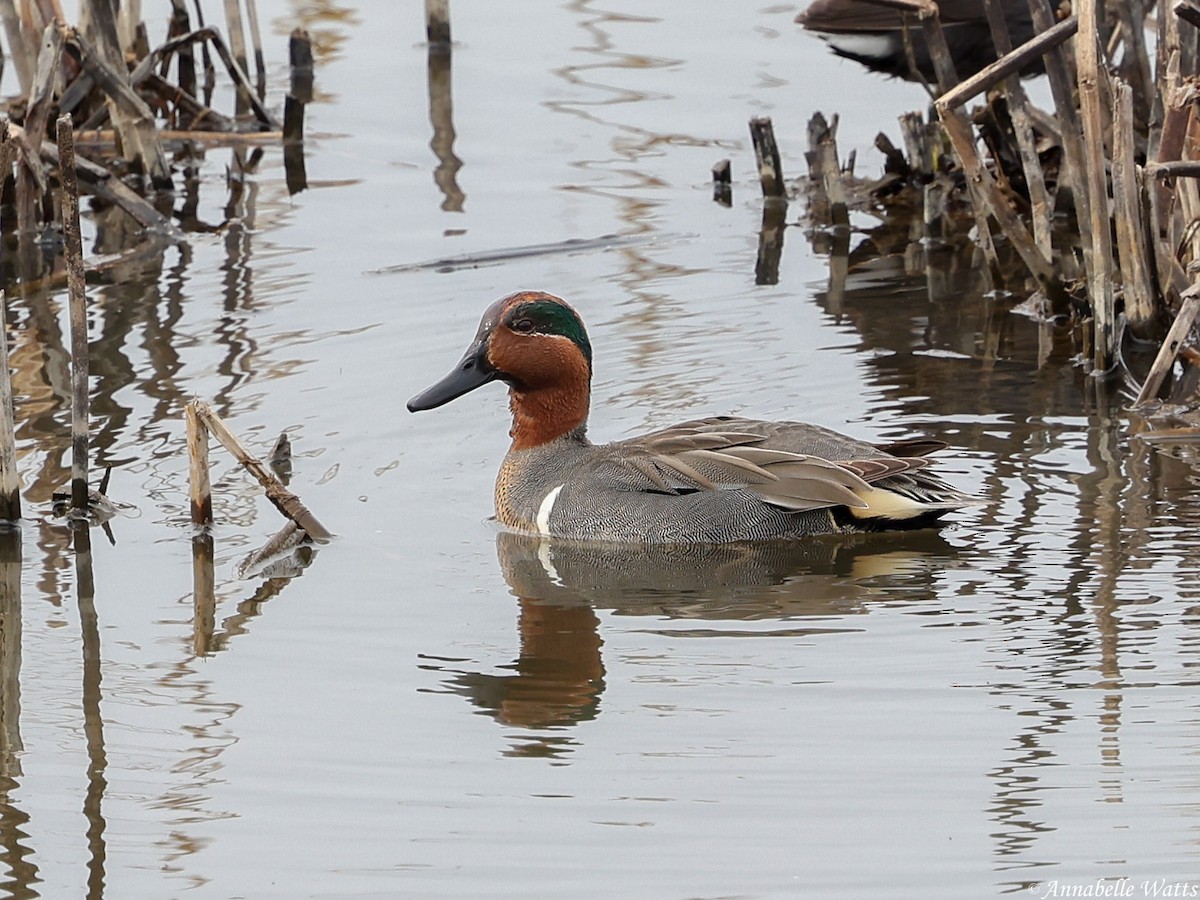 Green-winged Teal - ML646145720