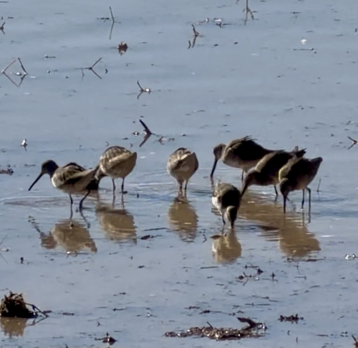 Long-billed Dowitcher - ML646145721