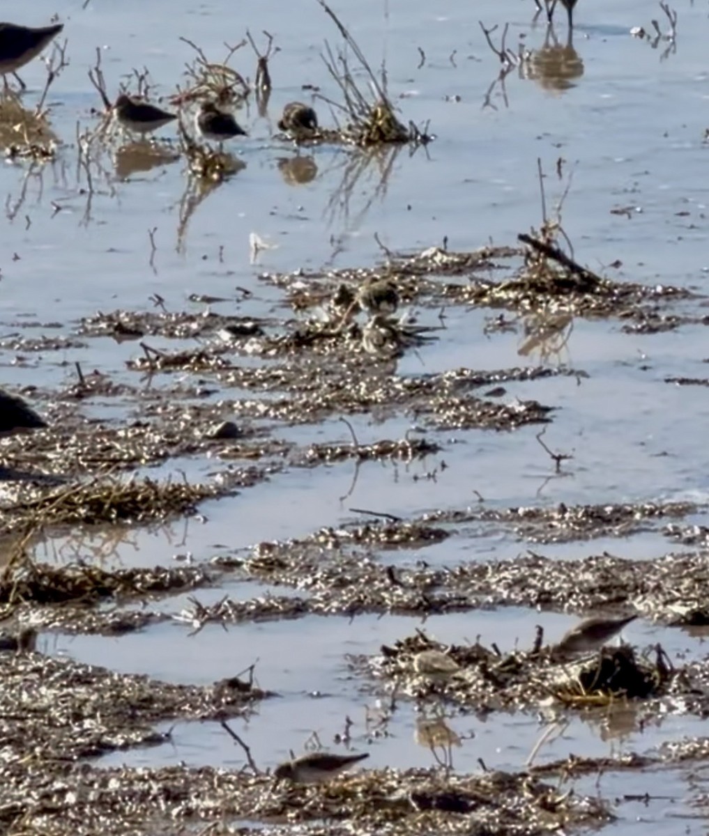 Least Sandpiper - ML646145726