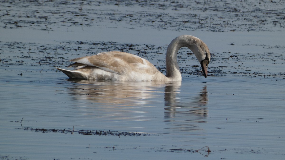 Cigno reale - ML646145727