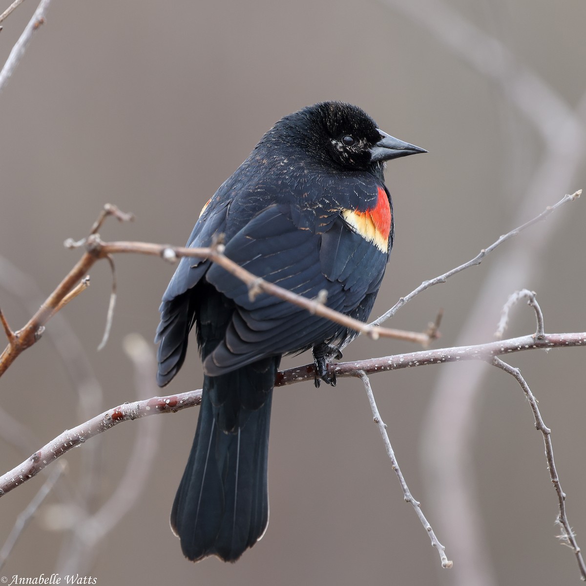 Red-winged Blackbird - ML646145728