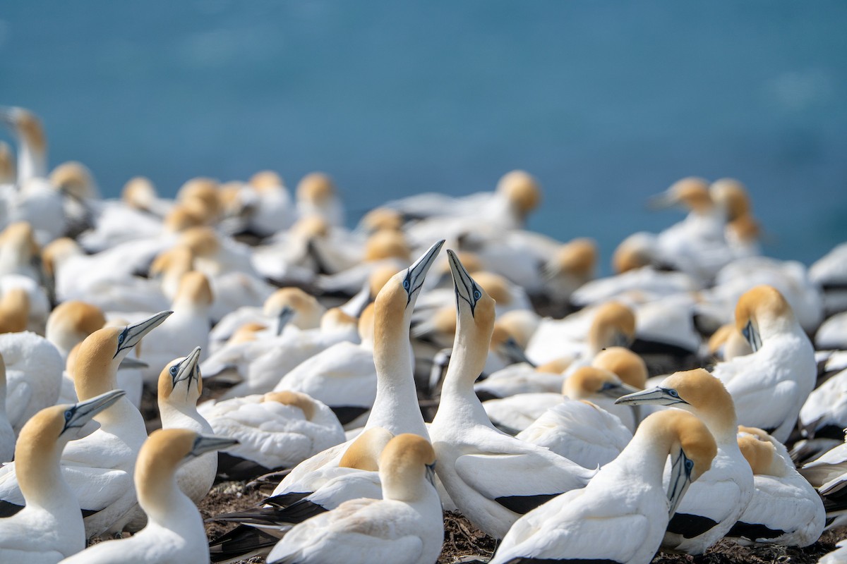 Australasian Gannet - ML646145729