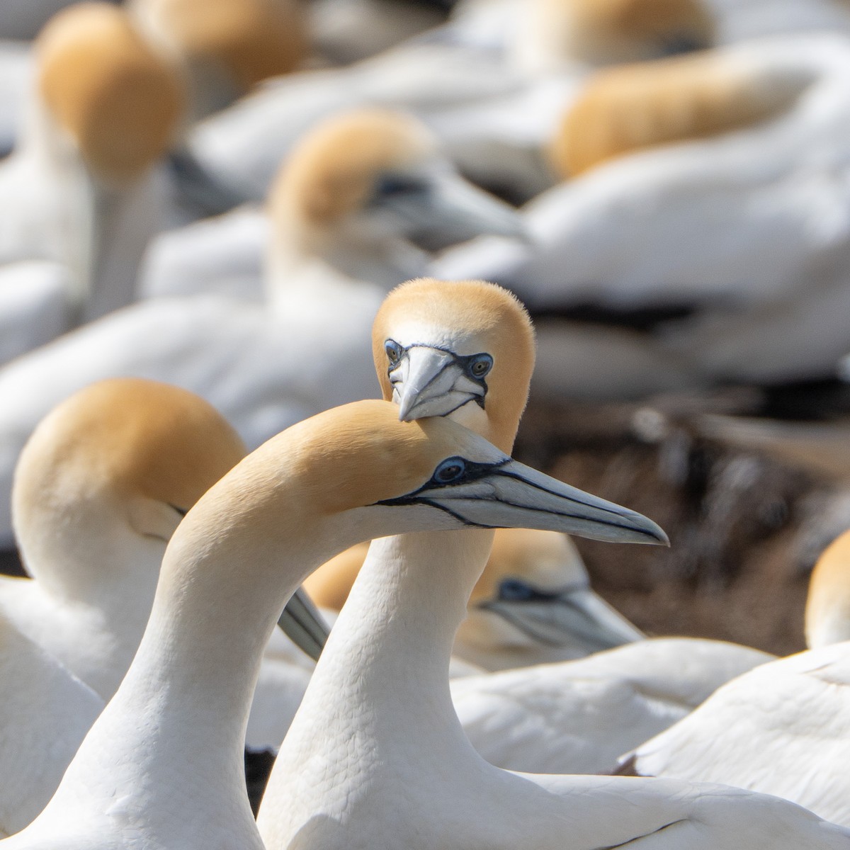 Australasian Gannet - ML646145730