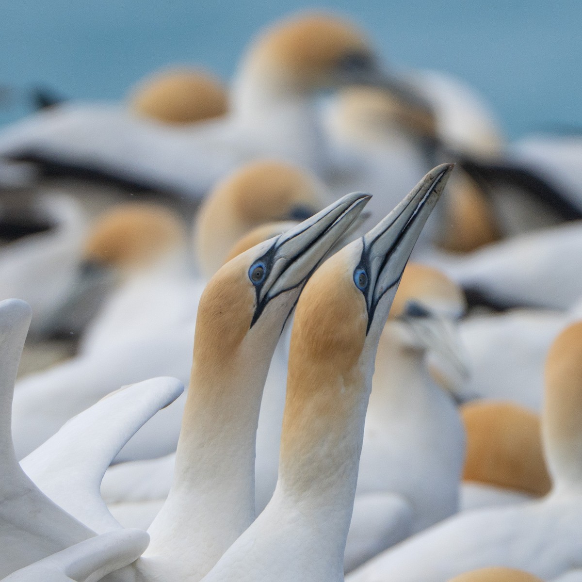 Australasian Gannet - ML646145731