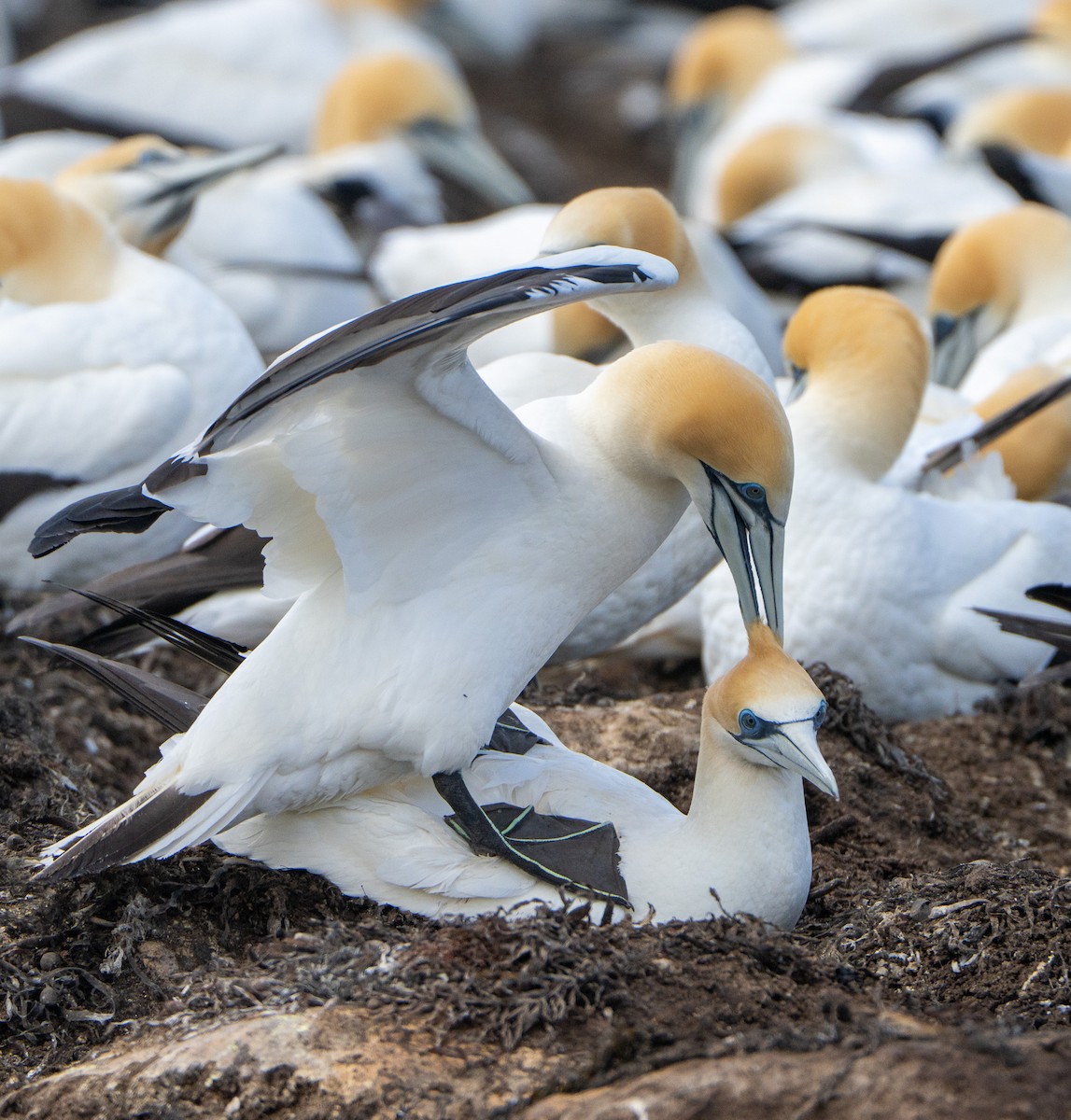 Australasian Gannet - ML646145732