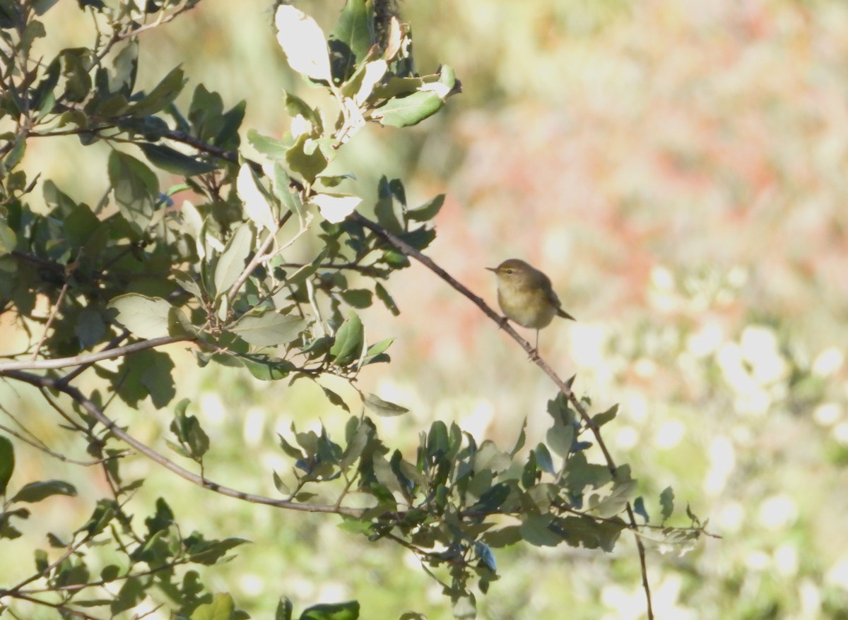Common Chiffchaff - ML646145733
