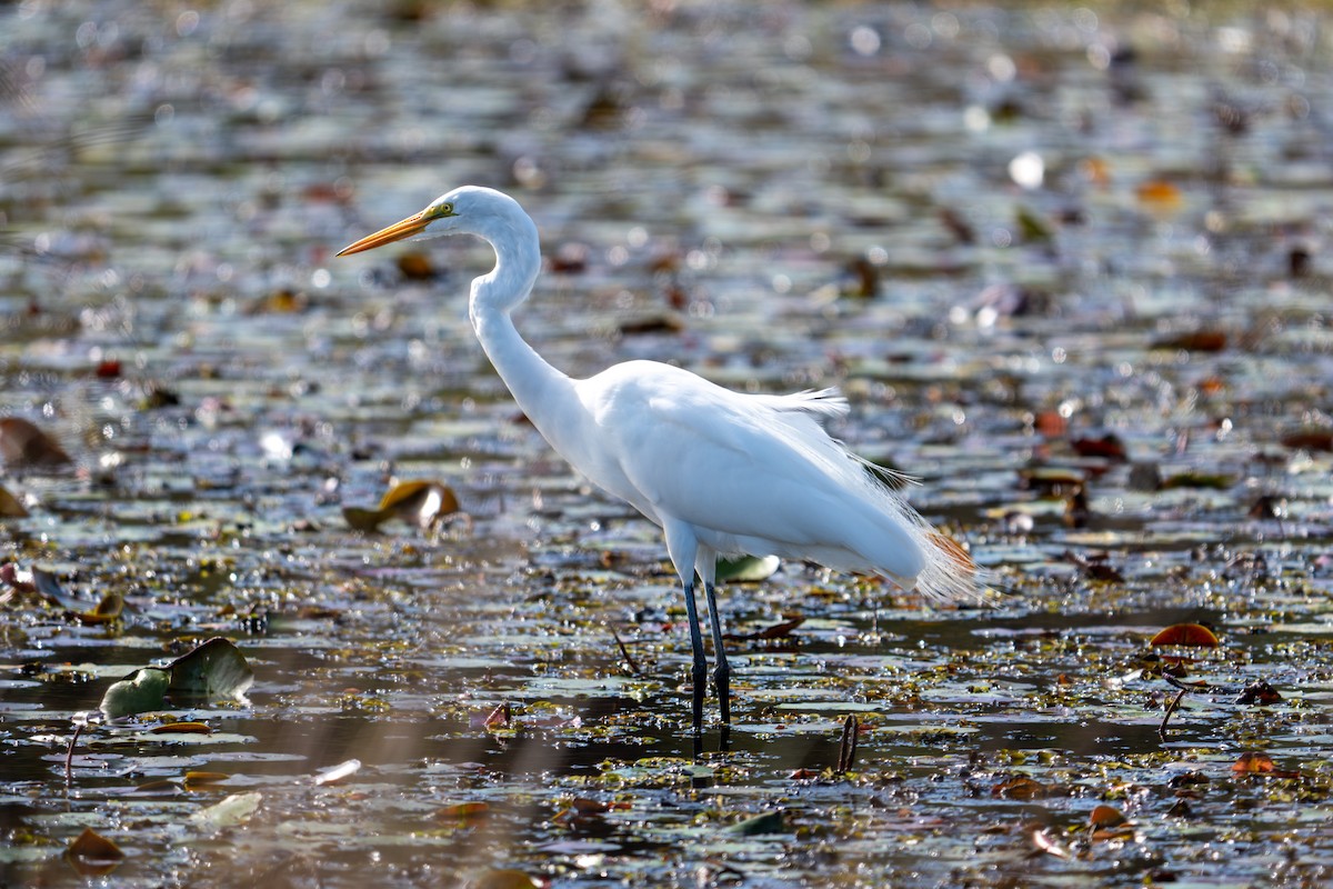 volavka bílá - ML646145735