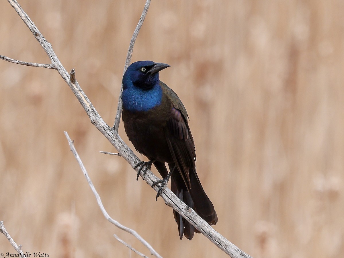 Zanate Común - ML646145737