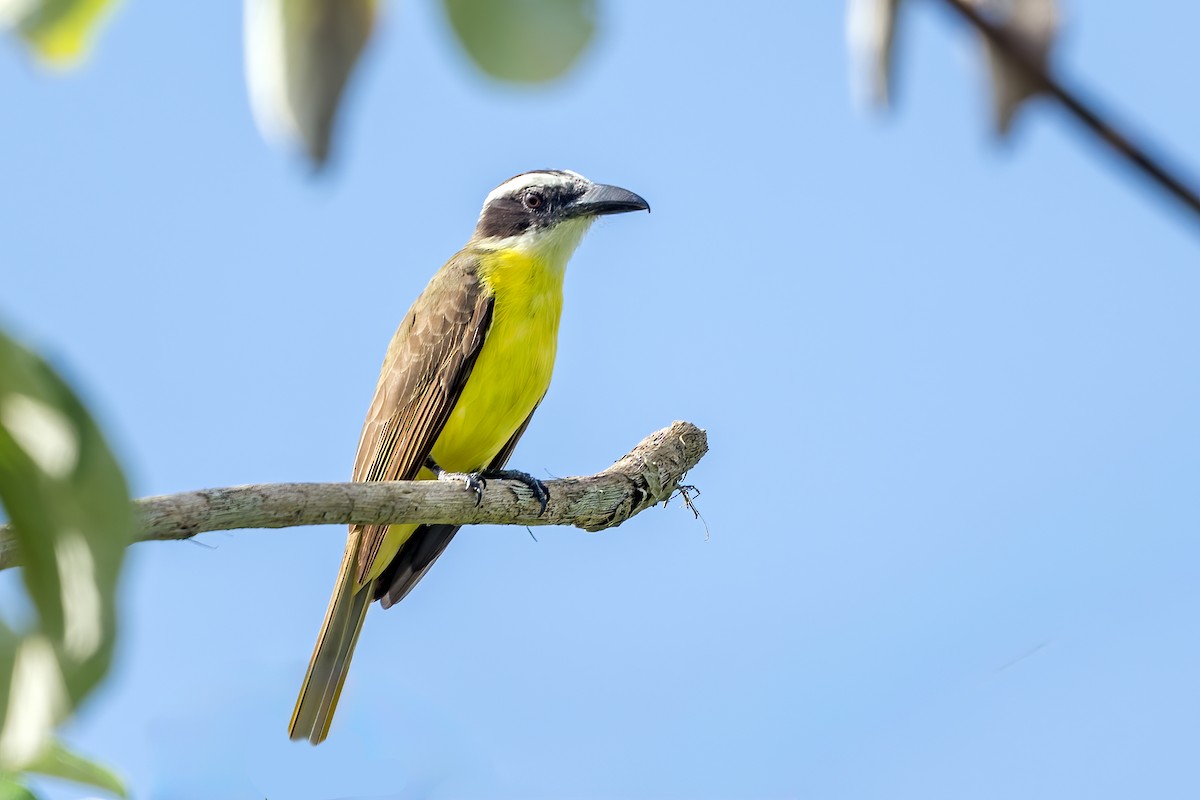 Boat-billed Flycatcher - ML646145738