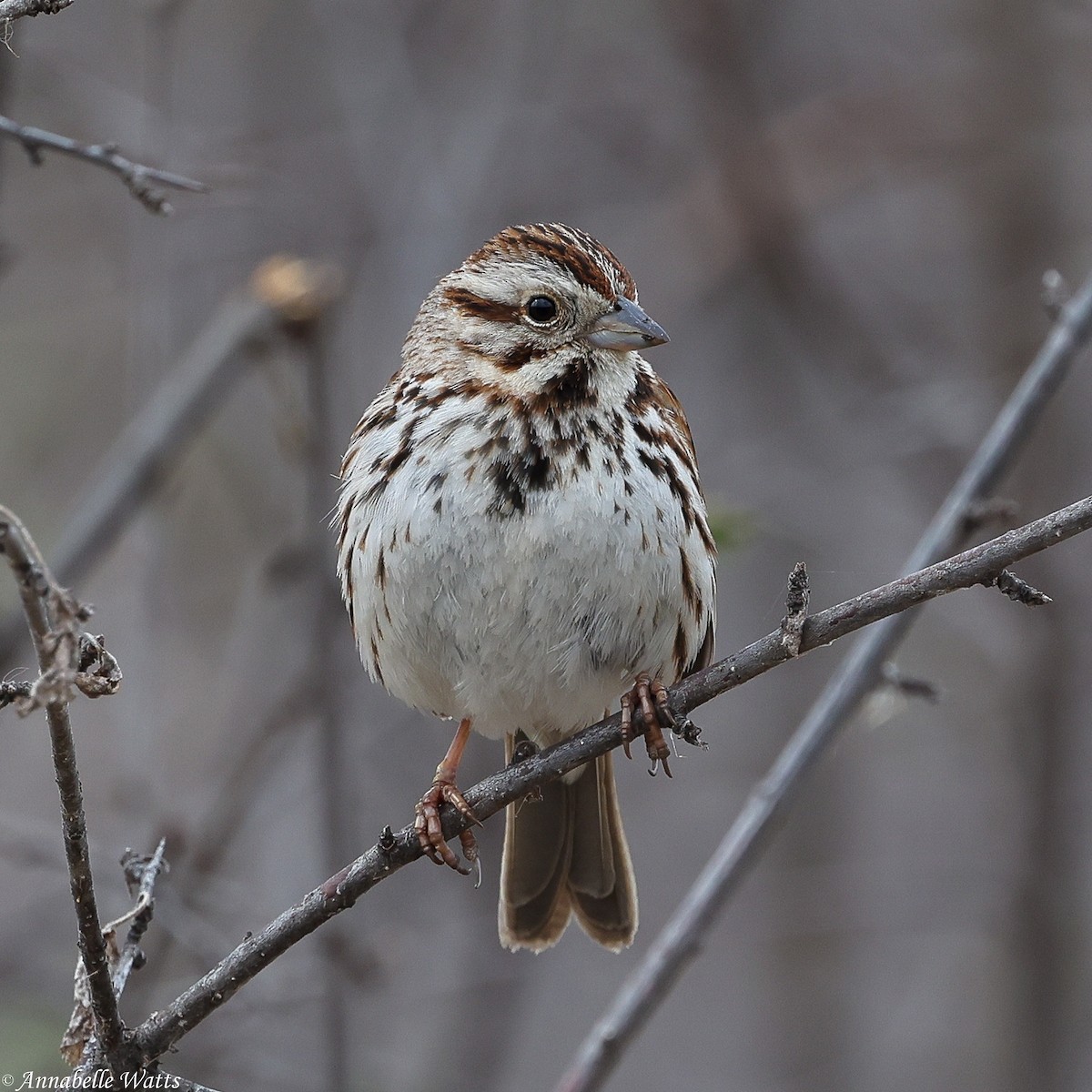 Song Sparrow - ML646145740
