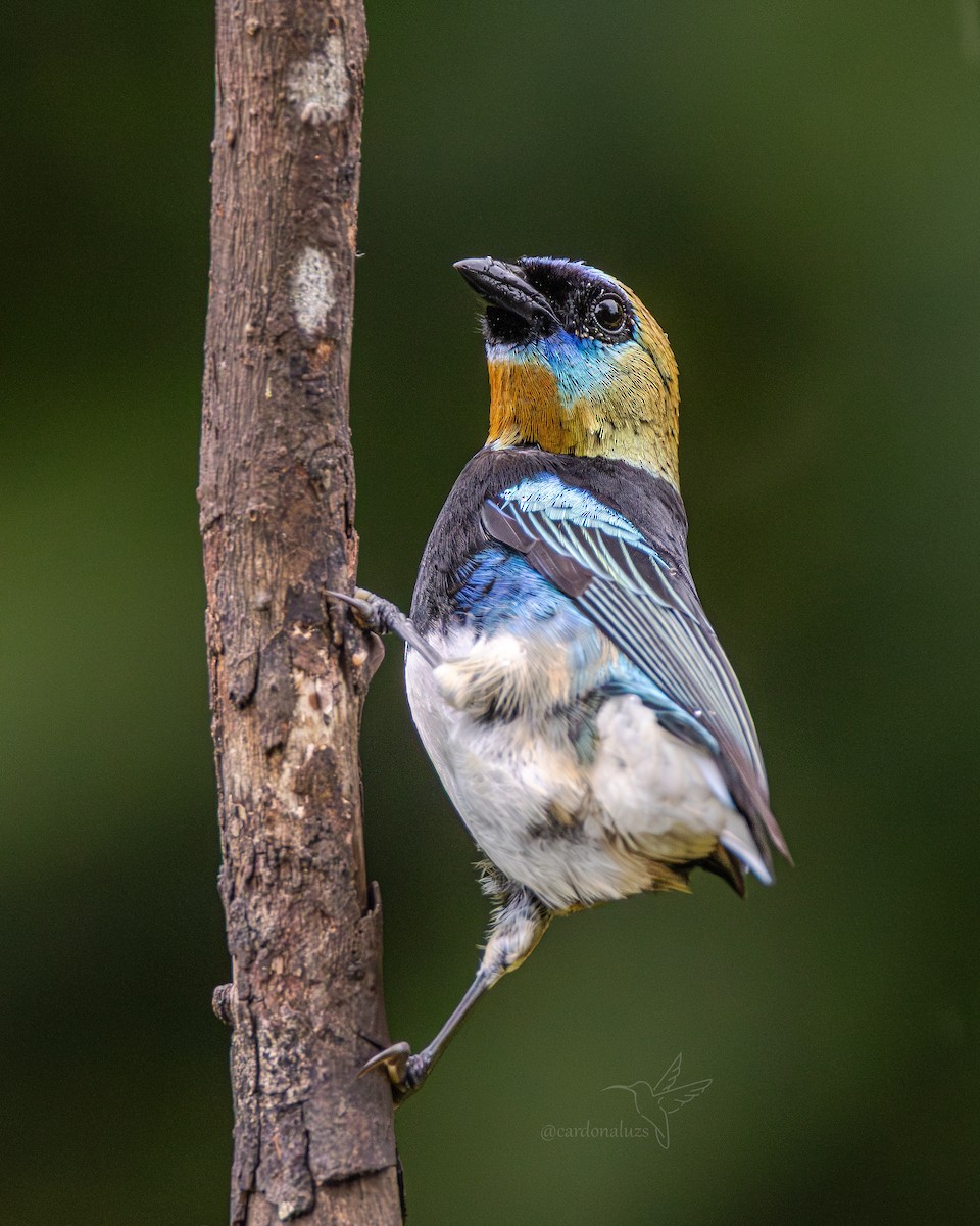 Золотистоголовая танагра - ML646145755