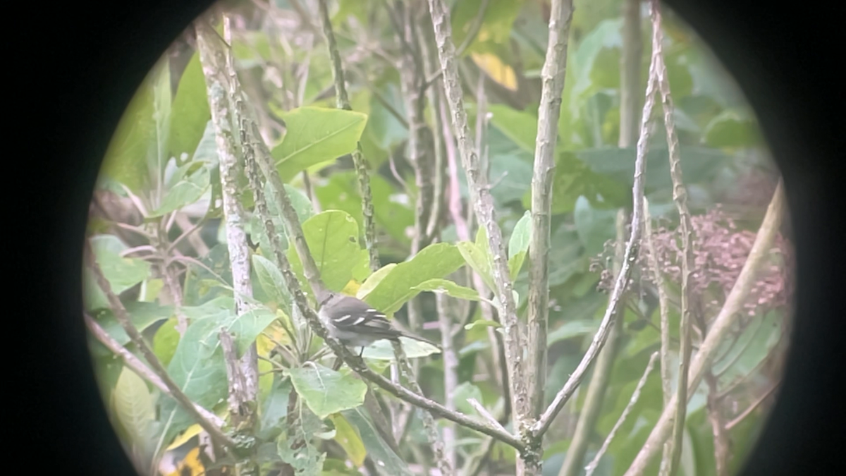 Mountain Elaenia - ML646145780