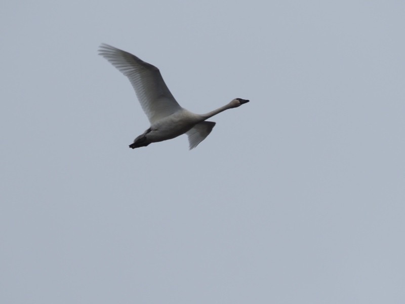 Tundra Swan - ML646145782