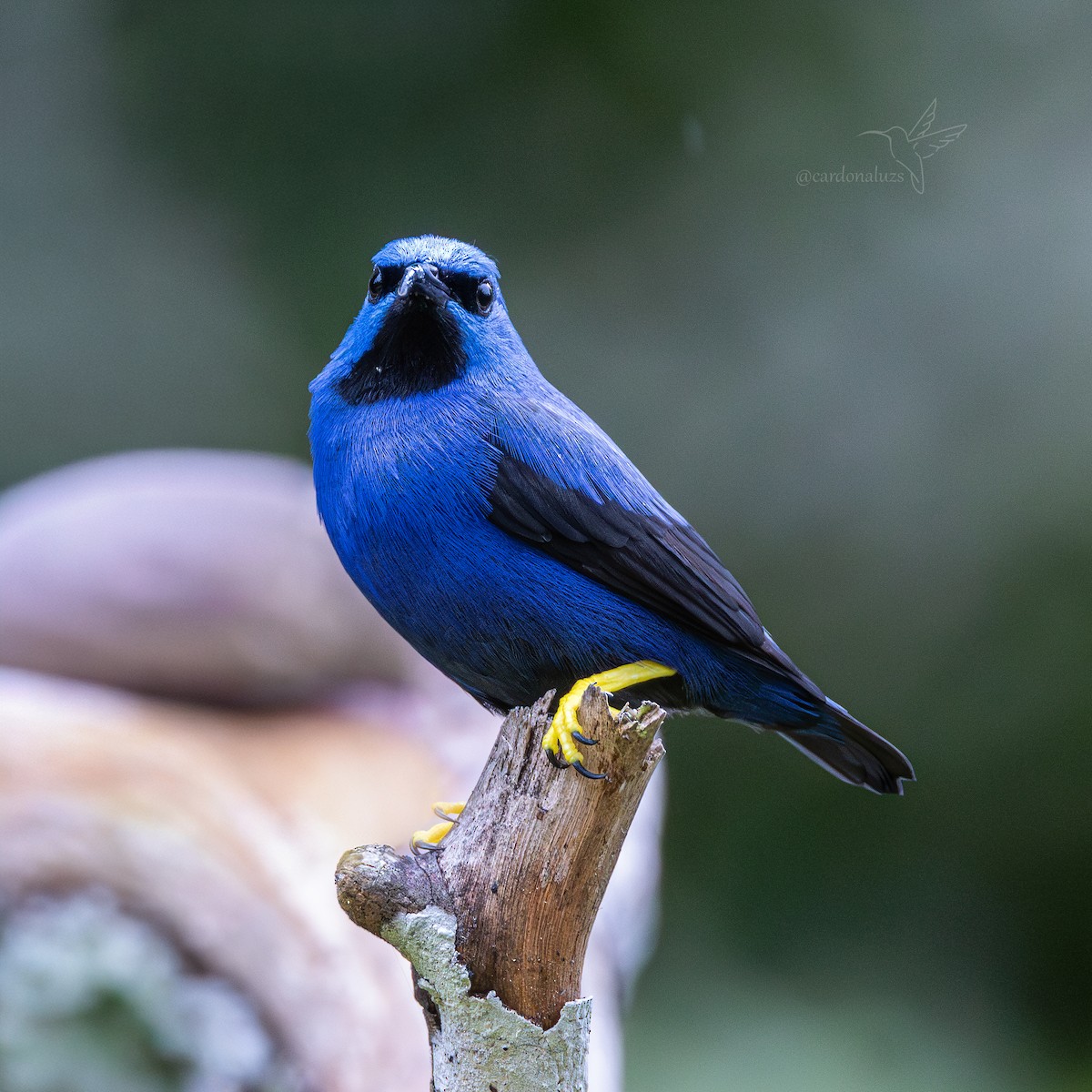 Shining Honeycreeper - ML646145784