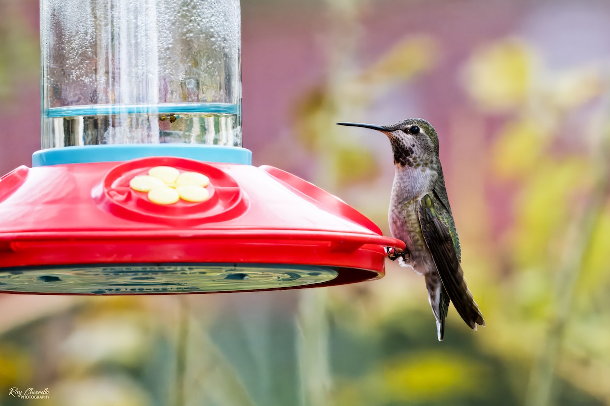 Anna's Hummingbird - ML646145787