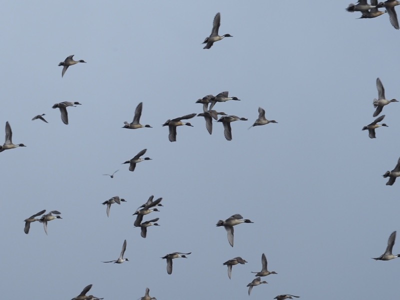 Northern Pintail - ML646145788