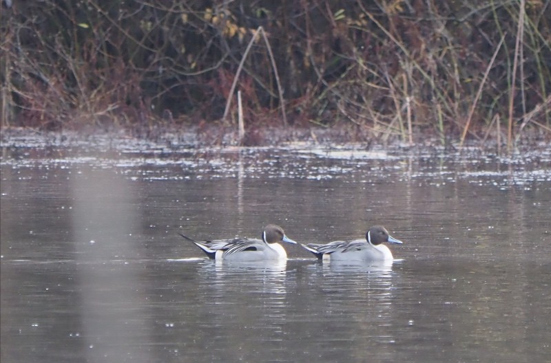 Northern Pintail - ML646145789