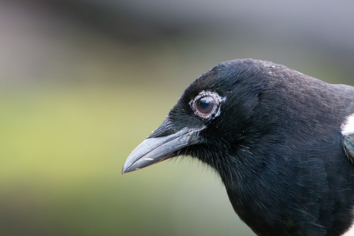 Urraca Común - ML646145795